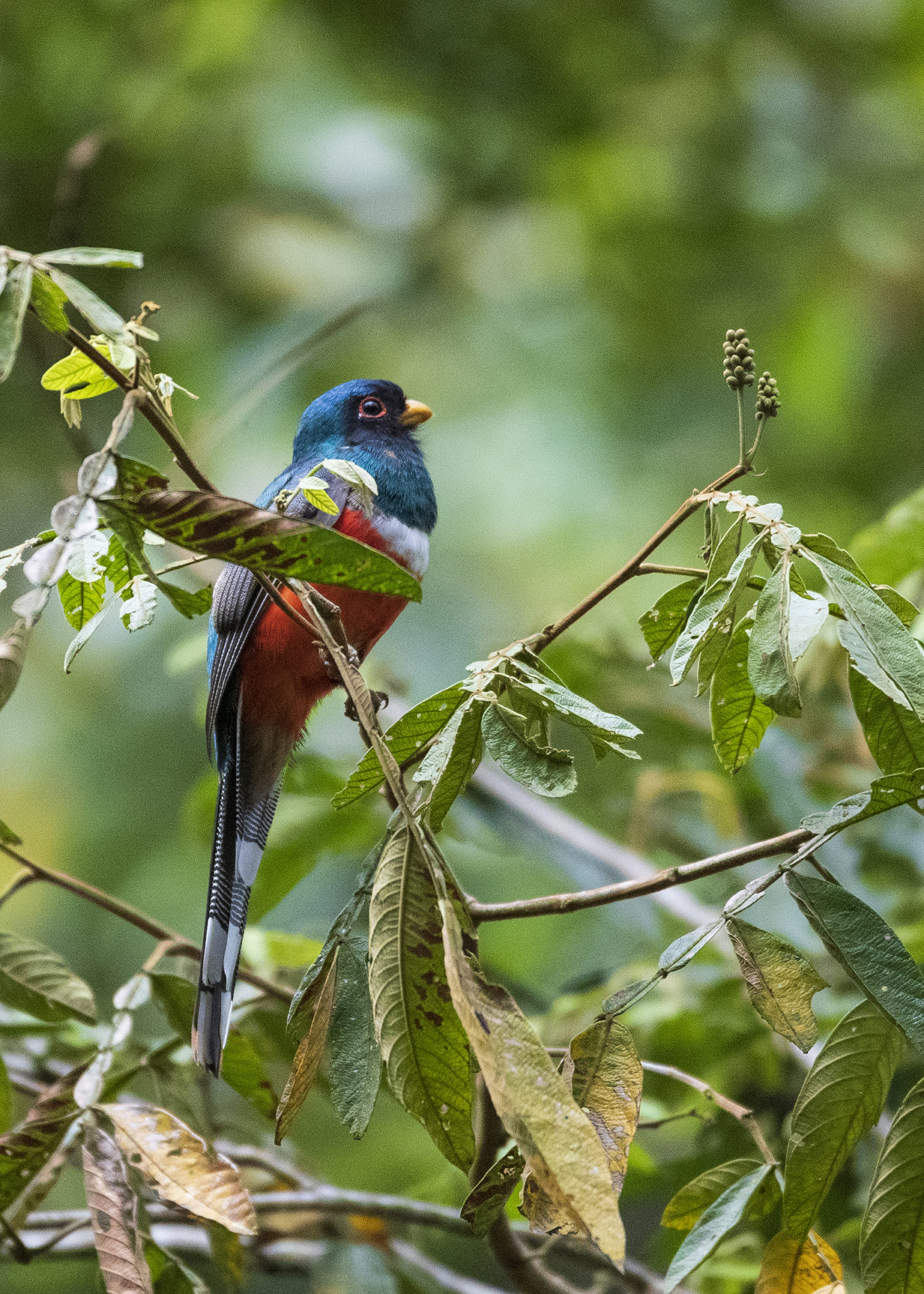 La imagen tiene un atributo ALT vacío; su nombre de archivo es TROGON-GV-1463x2048.jpg